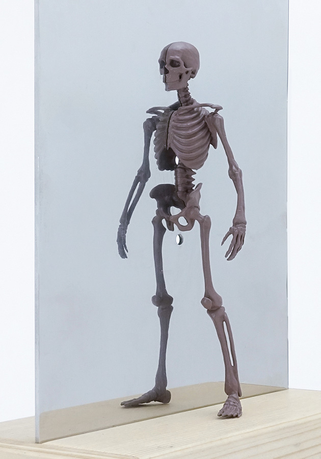 Modelo para examinar la producción corporal (esqueleto)