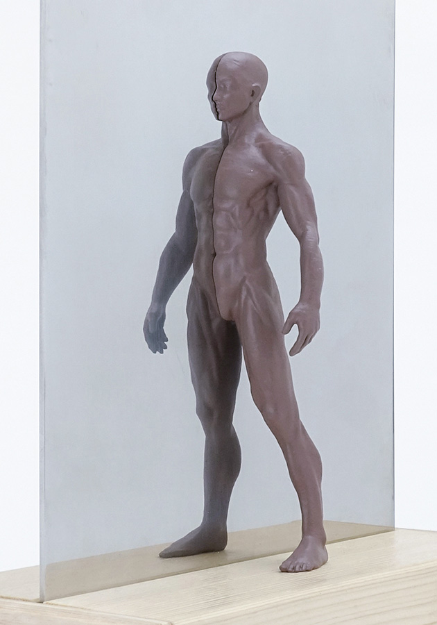 Model for studying body production (muscle)